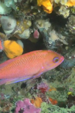 Imagen de Catalunya salvatge: Episodi 1 - 2