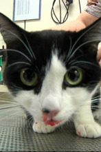 Imagen de Veterinaris (T7): Ep.1 - 2