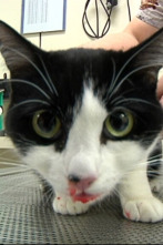 Imagen de Veterinaris (T7): Ep.9 - 2