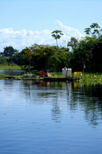 Imagen de Els rius i la vida: Mississippi - 2