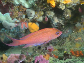 Imagen de Catalunya salvatge: Episodi 1 - 1