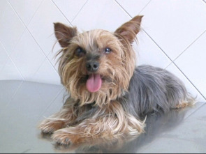 Imagen de Veterinaris (T5): Ep.2 - 1