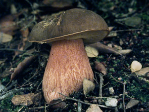 Imagen de Caçadors de bolets (T9): Ep.3 - 1