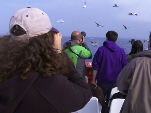 Imagen de Tocats de l'ala (T1): Ocells urbans - 1