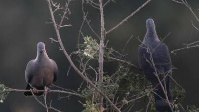 Imagen de Pequeño gran volcán - 3