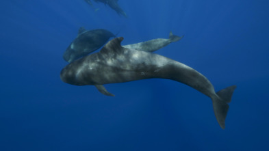 Imagen de ¿Cuánto vale una ballena? - 3