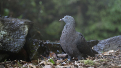 Imagen de Garajonay, el bosque primigenio de Europa - 3