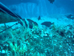 Canarias submarina