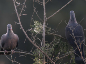Imagen de Pequeño gran volcán - 1