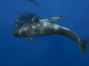 Imagen de ¿Cuánto vale una ballena? - 1