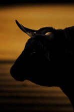 Imagen de Toreo en blanco y negro - 2