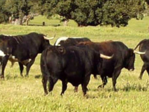 Imagen de Nuestro Campo Bravo - 1