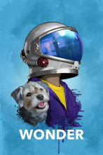 Imagen de Wonder - 4