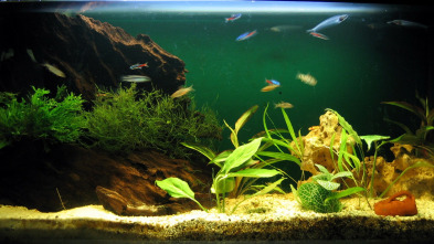 Imagen de Acuarios XXL: Fish-A-Palooza - 3