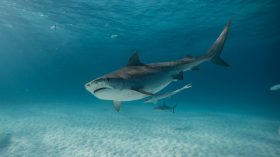 Imagen de Tiburones: Aguas peligrosas - 7