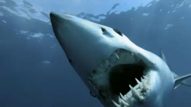 Imagen de Tiburón Mako: depredador perfecto - 5