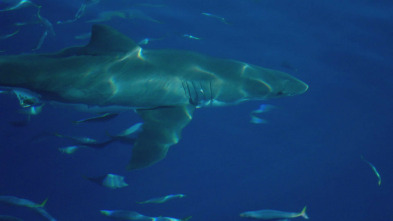 Imagen de Tiburones blancos...: Zona de la Gran Matanza Blanca: Guadalupe - 5