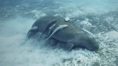 Imagen de Misterios de las... (T2): Fantasmas de un naufragio en México - 5