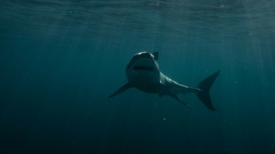 Imagen de Tiburones en la costa (T1) - 5