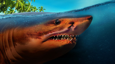 Imagen de Tiburones: muerte en el paraíso - 7