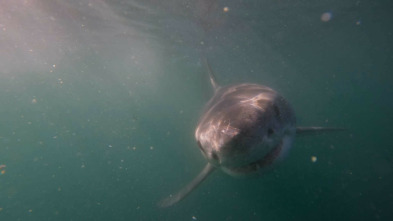 Imagen de ¡Peligro, tiburón blanco! - 3