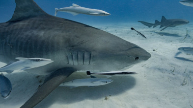 Imagen de Tiburón blanco: el reino del terror - 7