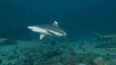 Imagen de Sharkzilla ataca Nueva York - 9