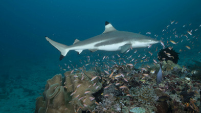 Imagen de Mi extraña adicción: tiburones - 3