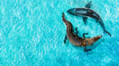 Imagen de Tiburón vs. mega cocodrilo - 9