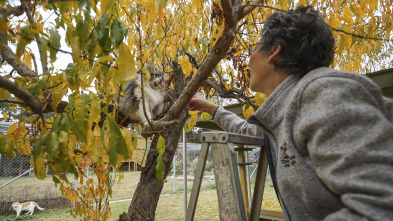 Imagen de ¿Cómo lo hacen?...: Vista de águila - 3