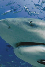 Imagen de Expedición al pasado: Megalodón  - 2