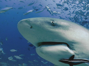 Imagen de Expedición al pasado: Megalodón  - 1