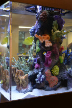 Imagen de Acuarios XXL: Fish-A-Palooza - 2