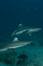Imagen de Tiburones en Los Ángeles - 4