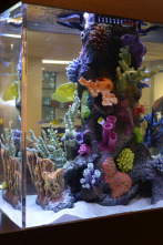 Imagen de Acuarios XXL: Acuario para Party Rockin' - 2