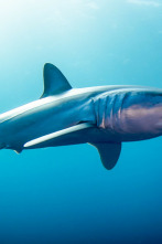 Imagen de Tiburón Mako: depredador perfecto - 4