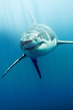 Imagen de Tiburones blancos...: Zona de la Gran Matanza Blanca: Guadalupe - 4