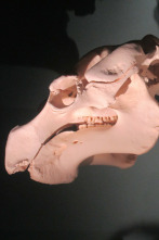 Imagen de Misterios en el museo: Un extraterrestre antiguo y más - 4