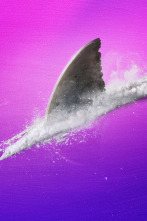 Imagen de Tiburones adictos - 5