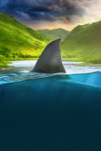 Imagen de Tiburones en la costa (T1) - 4