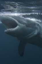 Imagen de Tiburones: muerte en el paraíso - 6