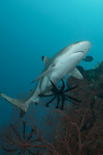 Imagen de Sharkzilla ataca Nueva York - 8