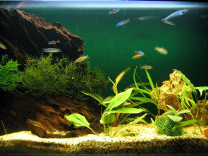 Imagen de Acuarios XXL: Fish-A-Palooza - 1