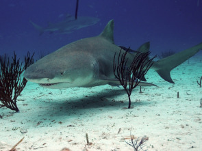 Imagen de Tiburones en Los Ángeles - 3
