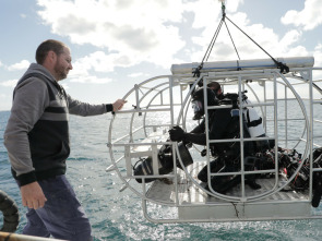 Imagen de Defensa contra tiburones - 12
