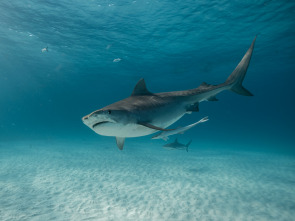 Imagen de Tiburones: Aguas peligrosas - 5