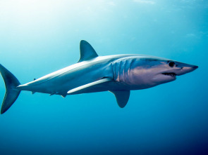 Imagen de Tiburón Mako: depredador perfecto - 3