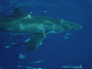 Imagen de Tiburones blancos...: Zona de la Gran Matanza Blanca: Guadalupe - 3