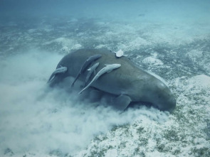 Imagen de Misterios de las... (T2): El fenómeno Titanic - 3