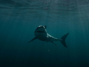 Imagen de Tiburones en la costa (T1) - 3